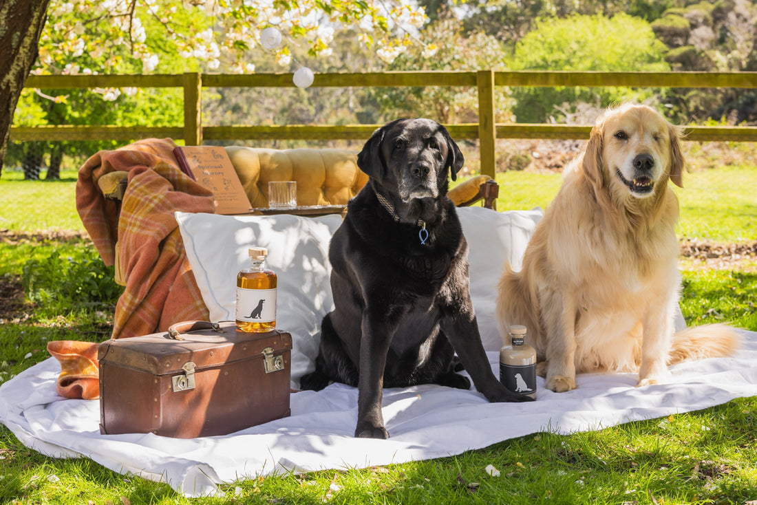 Meet Daisy and Sammy – The McHenry Distillery Dogs